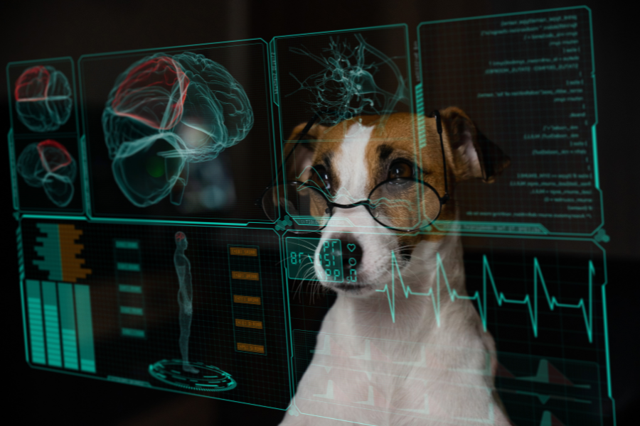 AI in your veterinary practice - dog viewing diagnostic data