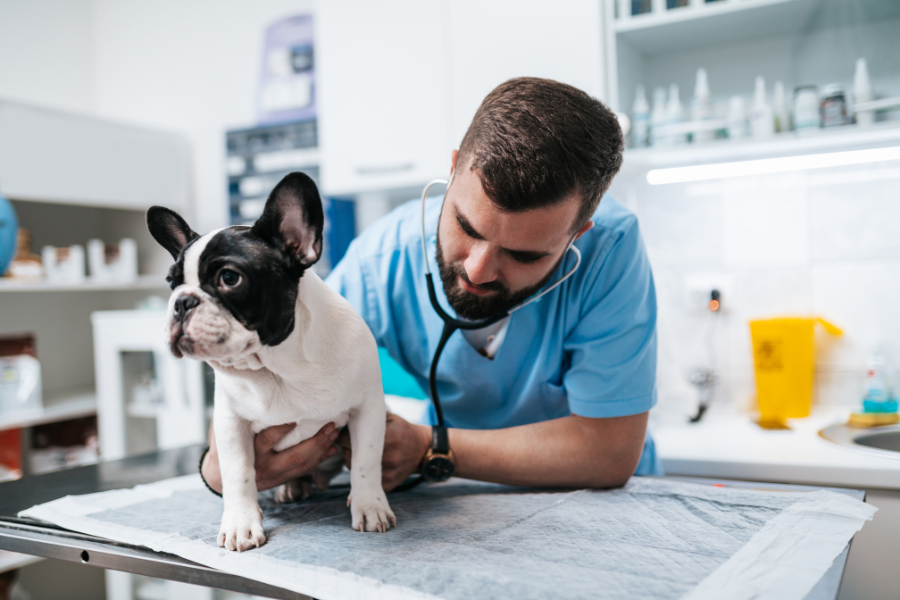 Veterinary Staff - Pet Exam
