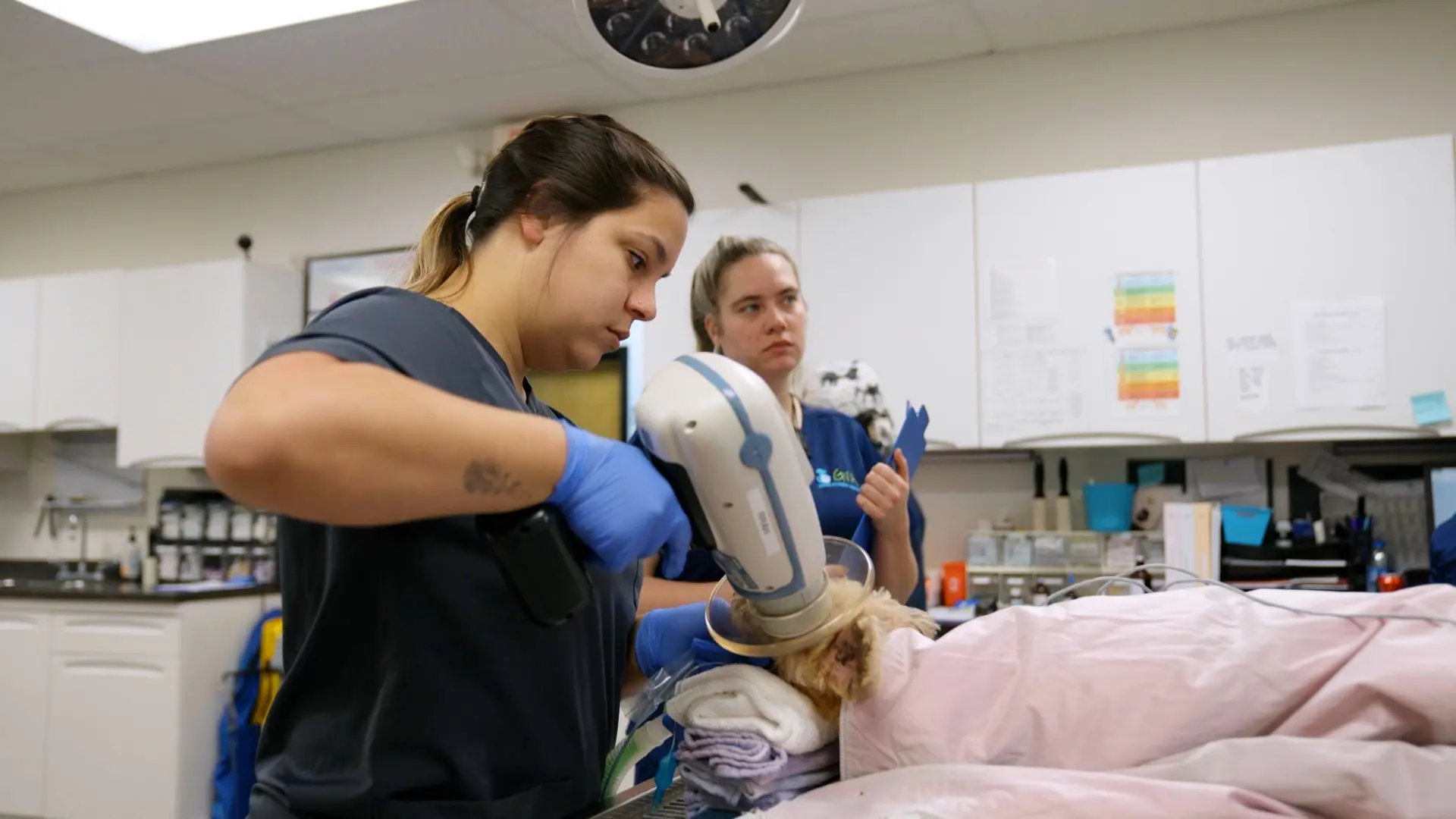 Veterinary patient care