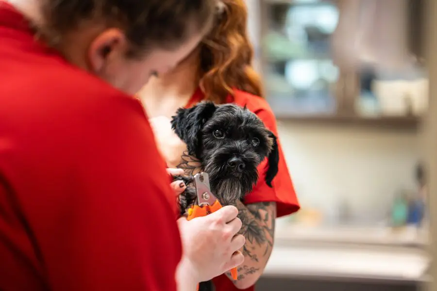 Veterinary team working together